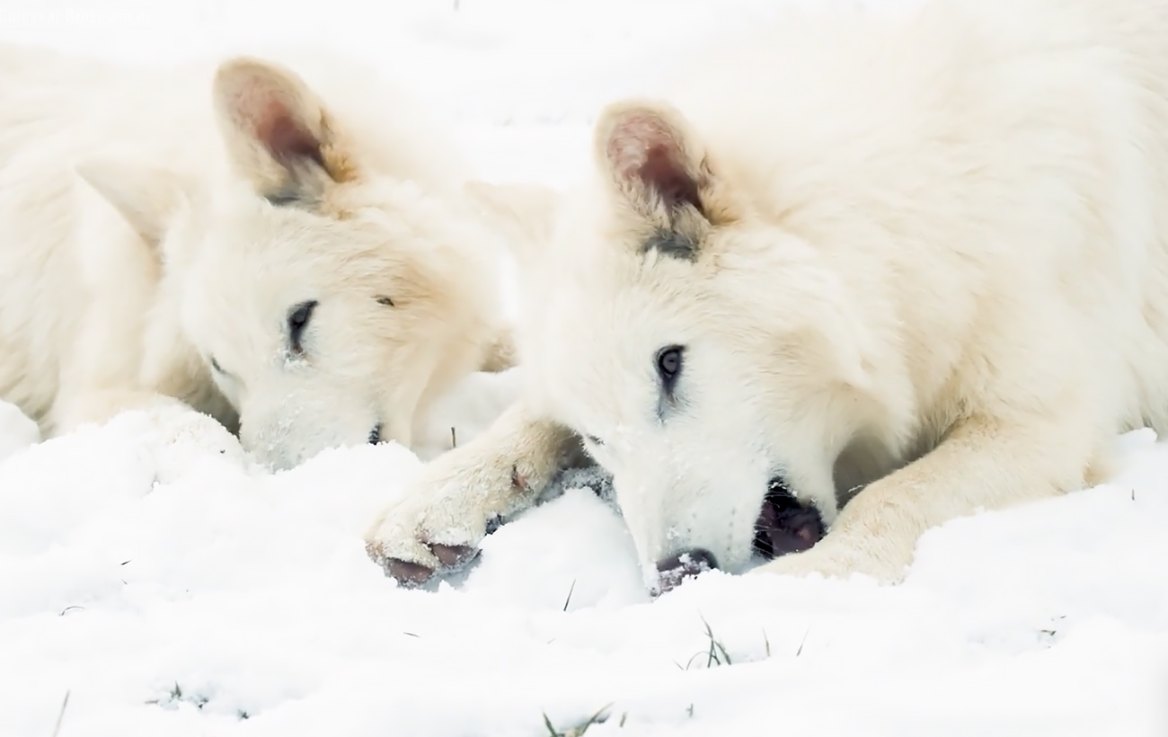 Dire wolf revived after 12,500 years thanks to cloning technology (photo)